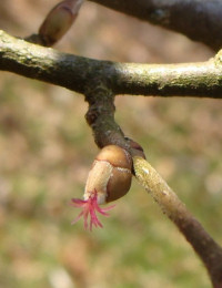 Seaside Alder Female Catkin
