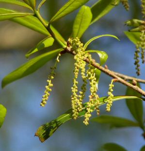 Shingle Oak Male Catkins