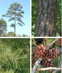 Shortleaf Pines