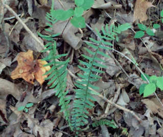 Ebony Spleenwort