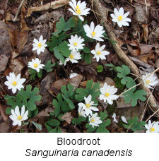 Bloodroot