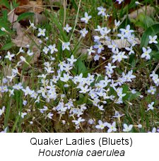 Bluets