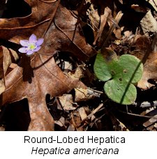 Roundlobed Hepatica