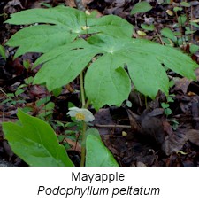 Mayapple