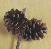 Spruce Pine Cones