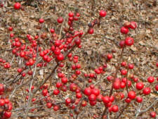 'Stop Light' Holly