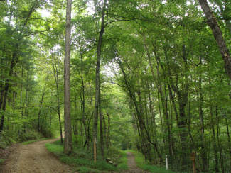 Sweer Birch
