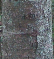 Sweet Birch Bark