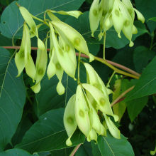 Tree-of-Heaven Fruit