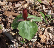 Trillium cuneatum