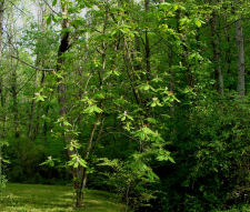 Umbrella Magnolia Plant