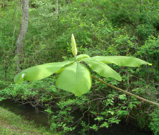 Umbrella Magnolia Bud
