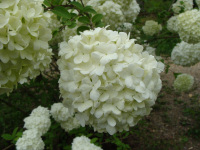 Snowball Viburnum Flower