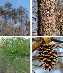 Virginia Pines