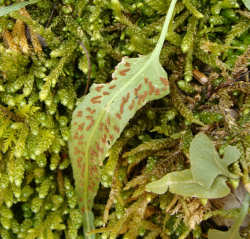 Walking Fern Sori