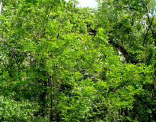 White Ash Tree