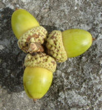 White Oak Acorns