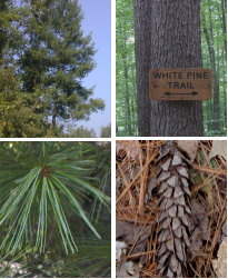 White Pines
