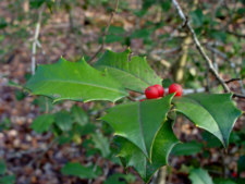 American Holly Fruit