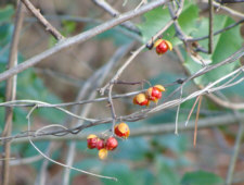 Oriental Bittersweet Fruit