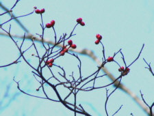 Flowering Dogwood Fruit