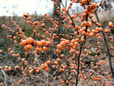 'Winter Gold' Holly