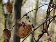 Greenbriar species Fruit