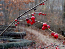 Amur Honeysuckle Fruit