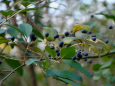Chinese Privet Fruit