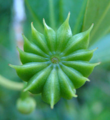 Yellow Anise Fruit