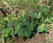 Trillium grandiflorum