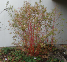 Yellow Twig Dogwood Stems