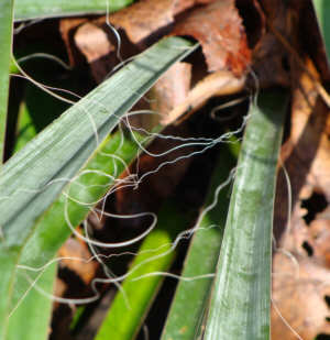 Adam's Needle (Yucca) Threads