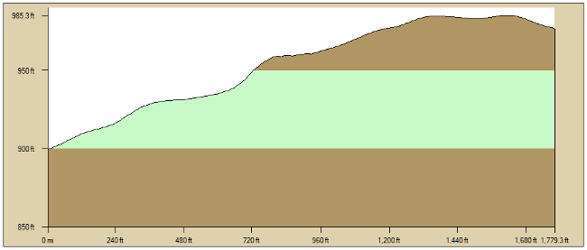 Tulip Poplar Profile