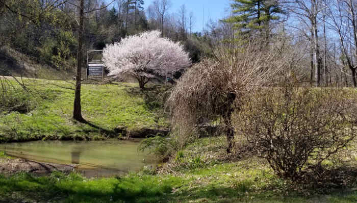 Arboretum Spring