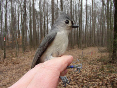 Tufted Titmouse