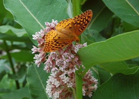 Fritillary on Milkweed