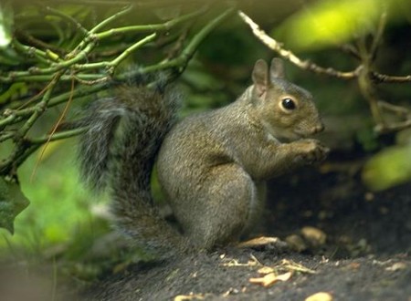 Grey Squirrel