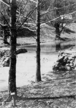 Natural Features of the Property