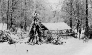 Winter at the Arboretum