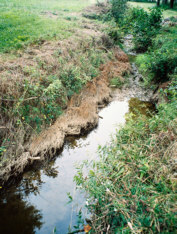 Cedar Tree Revetment