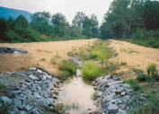 Revegetation