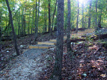 Steps Along the Lost Chestnut Trail