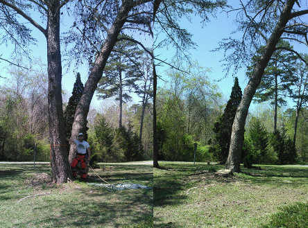 Virginia Pine Before and After
