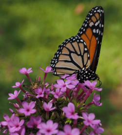 Butterfly at the Festival