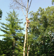Jake Wrye Trimming an Ash