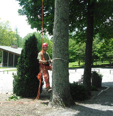 Jake Wrye Prepares to Climb a Tulip Poplar
