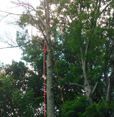 Jake Wrye Trimming a Tulip Poplar