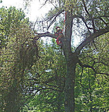 Jake Wrye Trimming a Willow