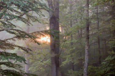 Arboretum Fog
